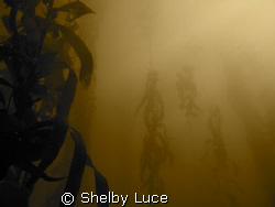 Point Lobos kelp shot. by Shelby Luce 